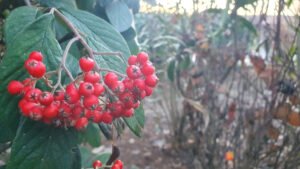 tamamlayıcı-tedavi-tamamlayıcı-tıp