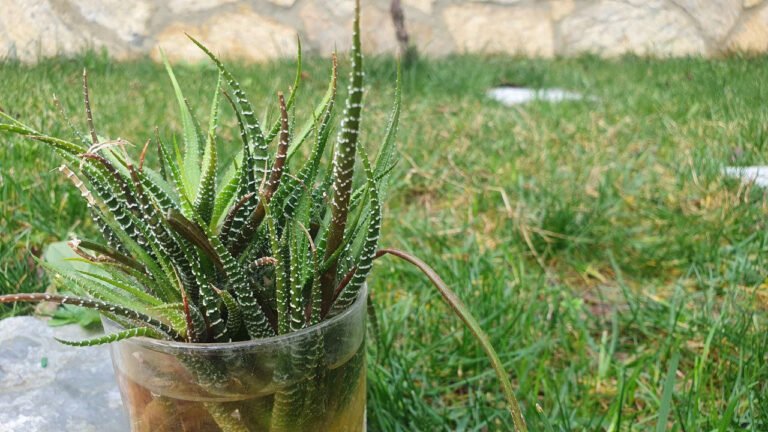 aloe-vera-şifanur-doğadan